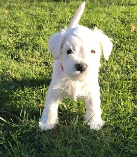 Toontoon White Miniature Schnauzers