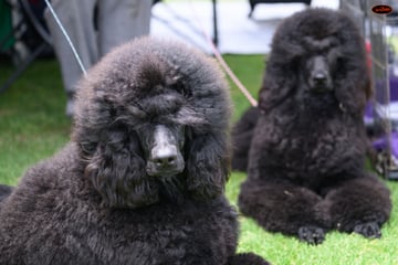 Keacia Poodles Keacia Poodles