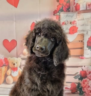 Keacia Poodles