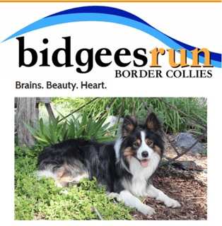 Bidgeesrun  - Border Collie Breeder - NSW