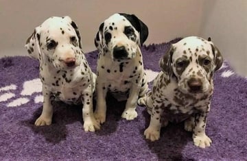 Edelevlek Dalmatians - Breeding for Quality, Health & Temperament - Warragul, Victoria