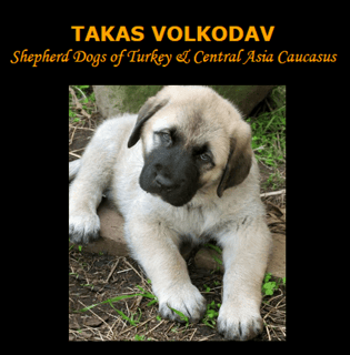 TAKAS VOLKODAV - Anatolian Shepherd Dogs &  Central Asian Shepherds