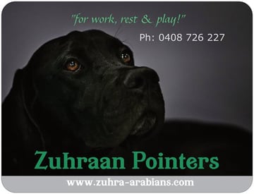 Zuhraan English Pointer dogs & Purebred Arabian horses