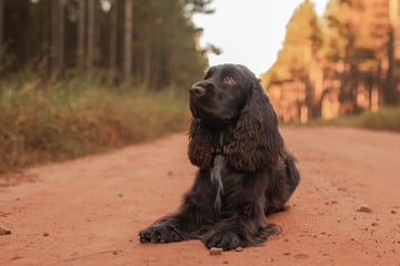 Cariadwalnut Cocker Spaniels