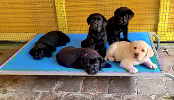 Suenero Labrador Retrievers
