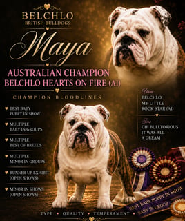 BELCHLO BRITISH BULLDOGS BELCHLO BRITISH BULLDOGS