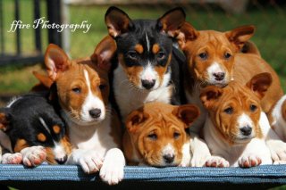 Wazazi - Basenji and Petit Basset Griffon Vendeen Breeder - Sydney, NSW