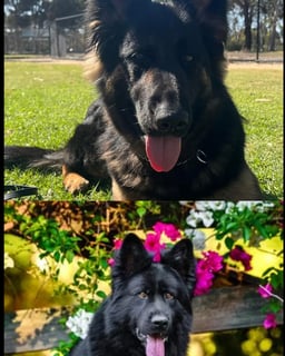 AdolphaBlack German Shepherds