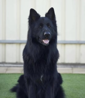 AdolphaBlack German Shepherds