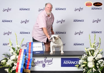 Wonderbull British Bulldog Breeder - Culburra Beach, NSW