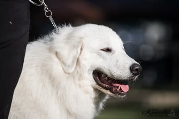 Scintilli Maremma Sheepdogs 