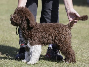 Wispan Lagotto Romagnolo