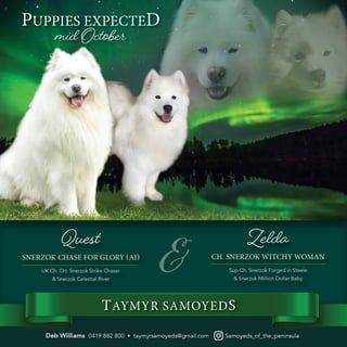 Taymyr Samoyeds