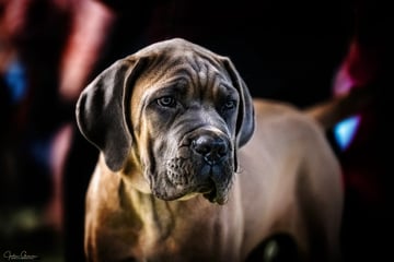 AEESTATE Cane Corso 