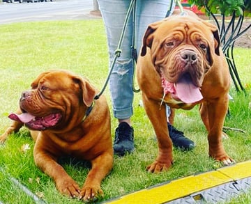 Saltywaters Dogue De Bordeaux’s