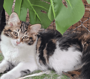 ToriBeanz Siberian Cats