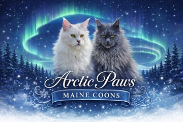 Arctic Paws Maine Coons Arctic Paws Maine Coons