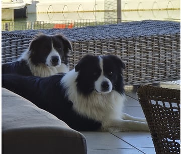 Clanpipskoot Border Collies