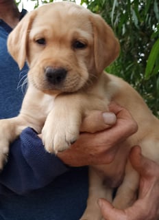 Criadero Labradors, LABRADOR BREEDERS