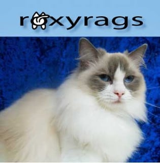 Roxyrags Ragdolls - Ragdoll Cat Breeder- Adelaide, South Australia