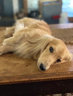 Zuridachs Mini Longhair Dachshund Breeder 