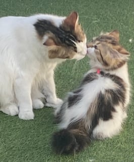 Zoomie Siberians 