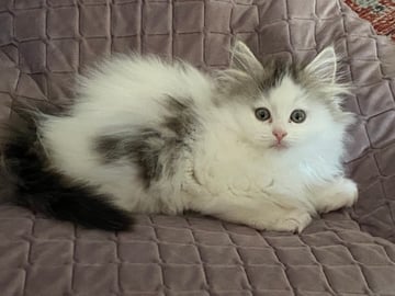 Zoomie Siberians 