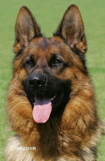 Sundaneka - German Shepherd Breeder - Sydney, NSW