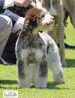 Aukero Lagotto Romagnolo