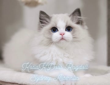 KATIKDOLLS Ragdoll Cattery, Sydney