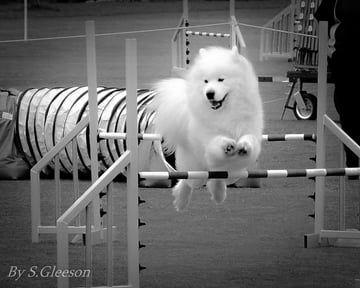 Eskimoyed Samoyeds 