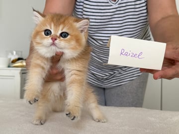 BSH Golden shaded Felicity Cats - British Shorthair, Scottish Fold & Scottish Longhair Cat Breeder