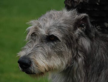 Ornumflow Irish Wolfhounds Breeder - Bathurst, NSW