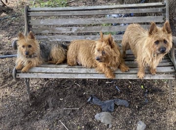  CUMALONG Australian Terriers