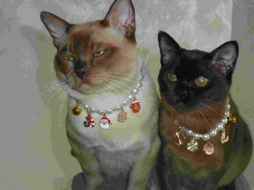 ARELLS Burmese Cats