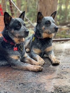 Farewellhill Australian Cattle Dogs