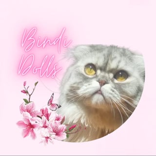 Bindi Dolls - Scottish folds and British Cattery, Sydney NSW 