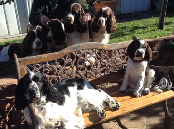 Burlishcharm English Springer Spaniel Breeder -  Cootamundra, NSW