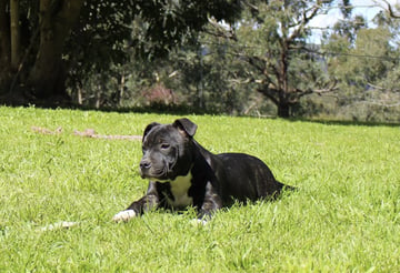 Likalot Staffordshire Bull Terriers