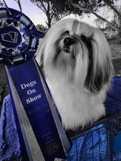 Havanese Breeder & Exhibitor