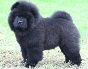 Kuteaz Chow Chows - Chow Chow Breeder - Sydney, NSW