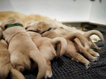 Goraemist Golden Retrievers