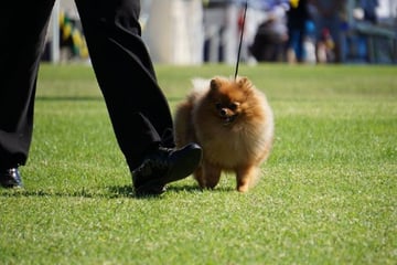 Fairytails Pomeranians