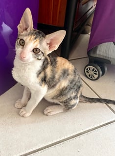 Scillyrex - Cornish Rex breeder NSW