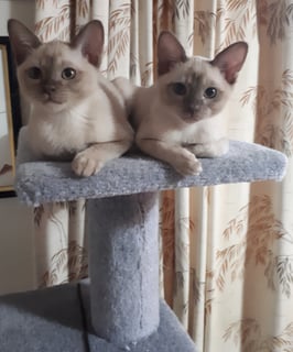 Stacemoh Burmese Cats