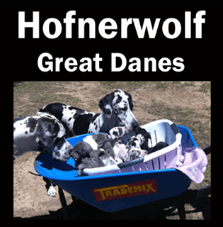 Hofnerwolf - Great Dane Breeder - NSW