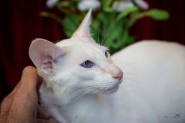 ARSENIOS Siamese and Burmese Breeder, Melbourne