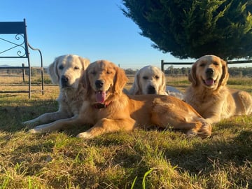 JOKALA Golden Retrievers 