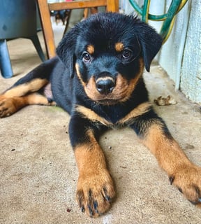 Maite Rottweilers