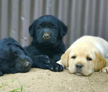 Stormdyncer Labrador Retrievers